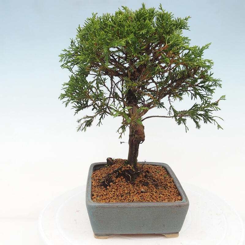 Outdoor bonsai - Juniperus chinensis Itoigawa - Chinese juniper