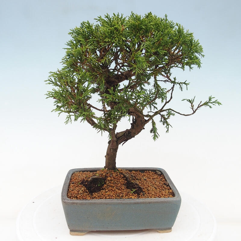 Outdoor bonsai - Juniperus chinensis Itoigawa - Chinese juniper