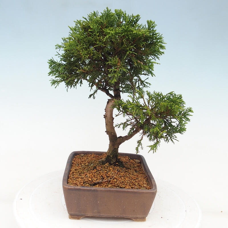 Outdoor bonsai - Juniperus chinensis Itoigawa - Chinese juniper