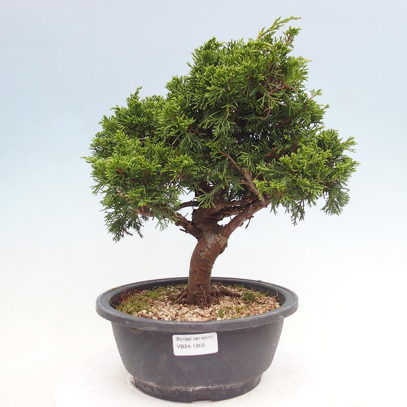 Outdoor bonsai - Juniperus chinensis Itoigawa - Chinese juniper