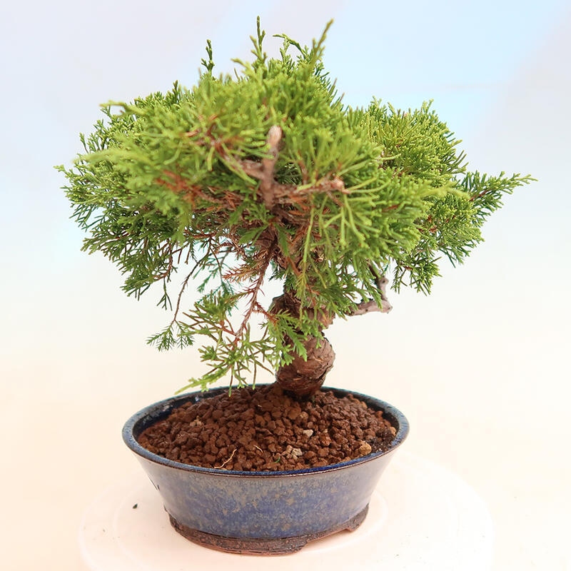 Outdoor bonsai - Juniperus chinensis Itoigawa - Chinese juniper