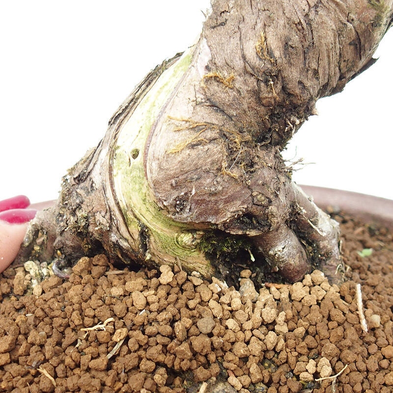 Outdoor bonsai - Juniperus chinensis Itoigawa-Chinese Juniper