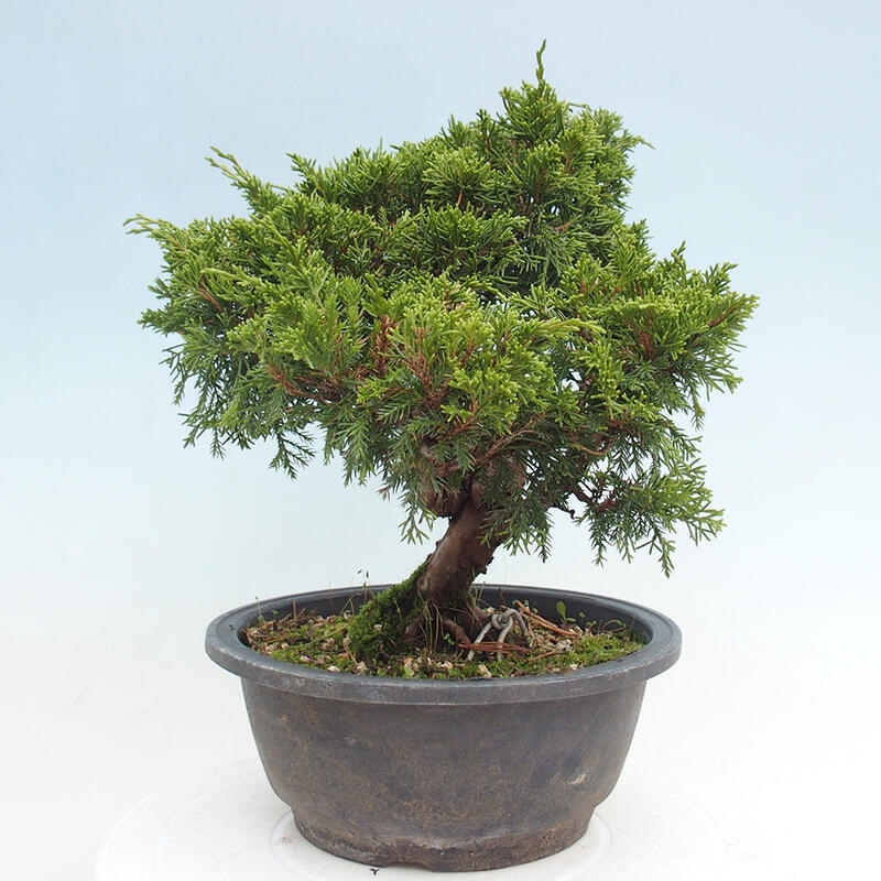 Outdoor bonsai - Juniperus chinensis Itoigawa - Chinese juniper