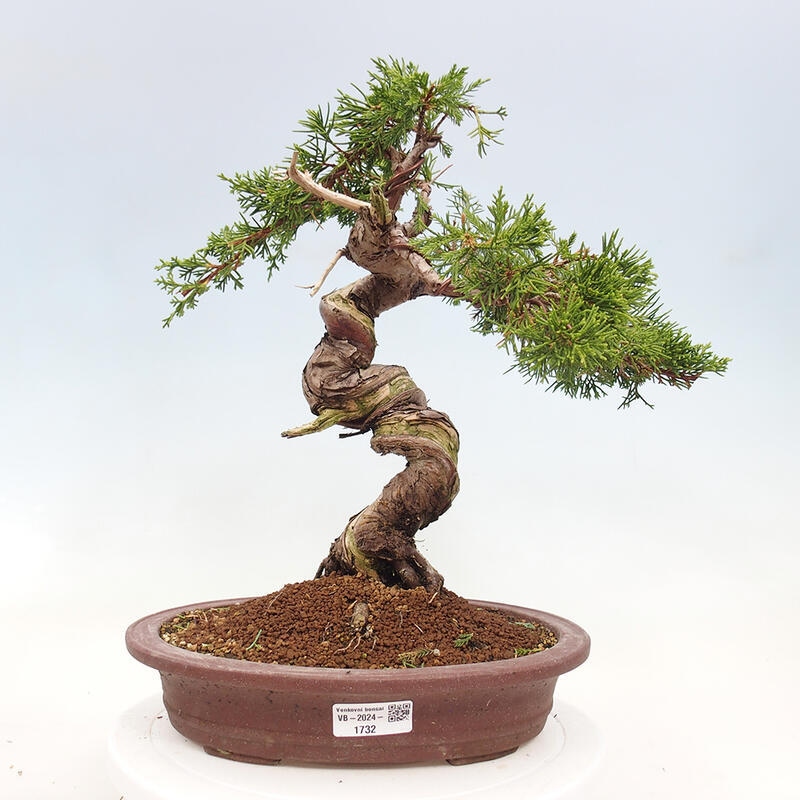 Outdoor bonsai - Juniperus chinensis Itoigawa-Chinese Juniper