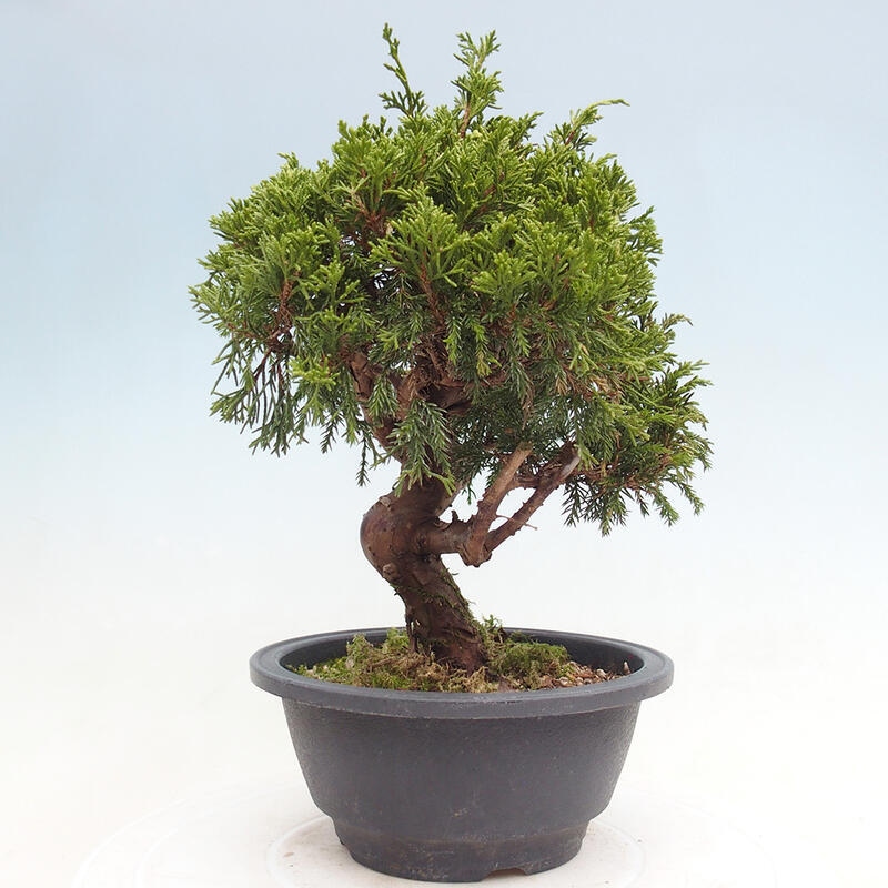 Outdoor bonsai - Juniperus chinensis Itoigawa - Chinese juniper