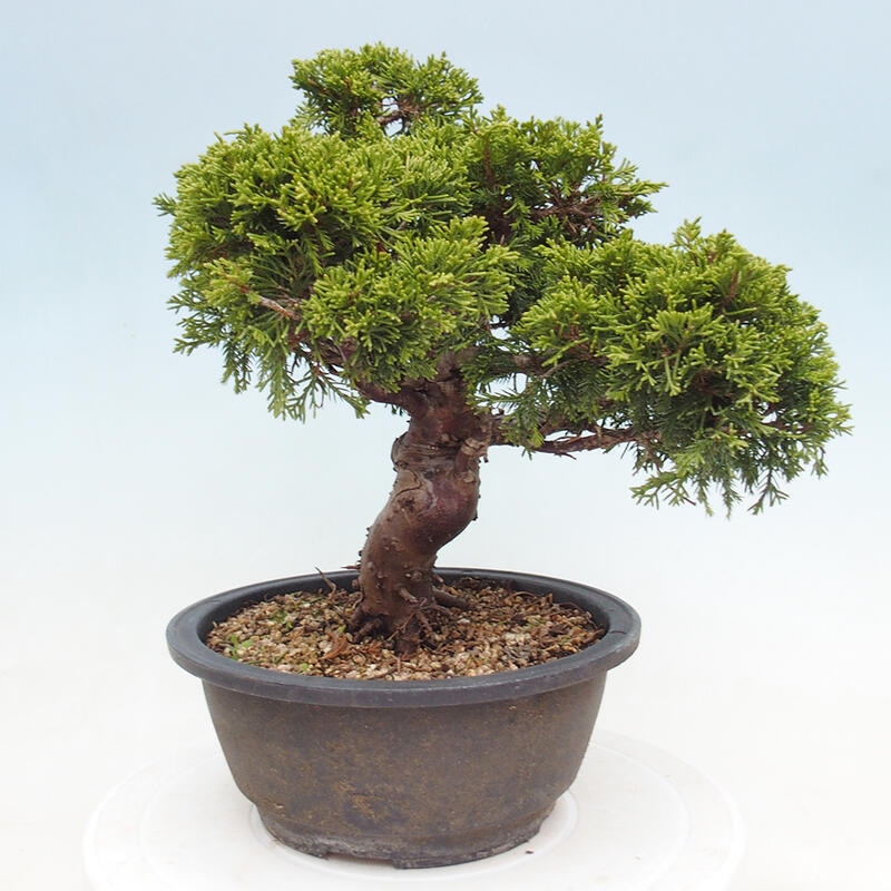 Outdoor bonsai - Juniperus chinensis Itoigawa - Chinese juniper