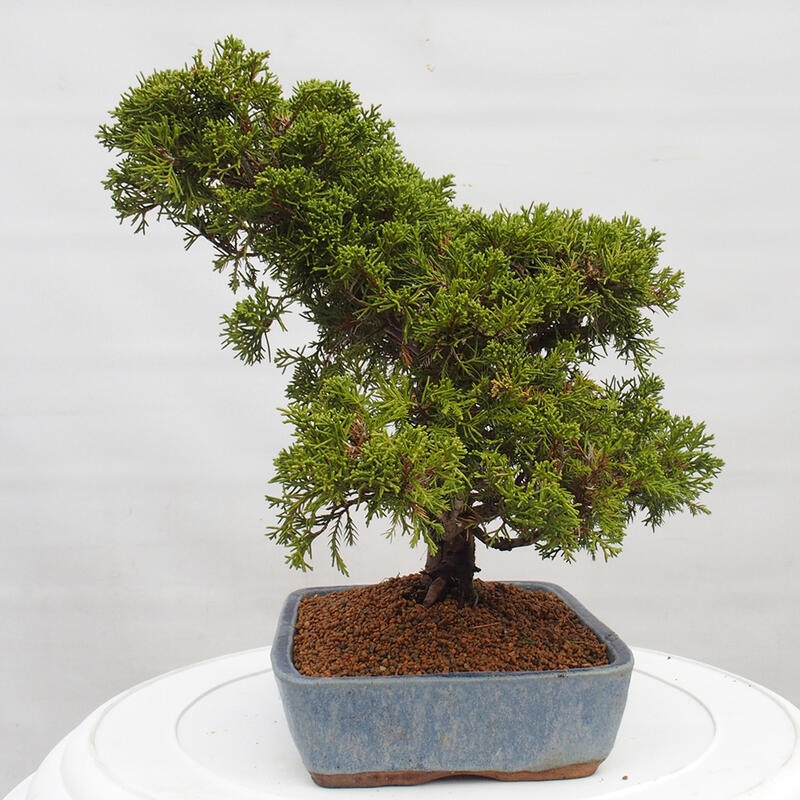 Outdoor bonsai - Juniperus chinensis Itoigawa - Chinese juniper