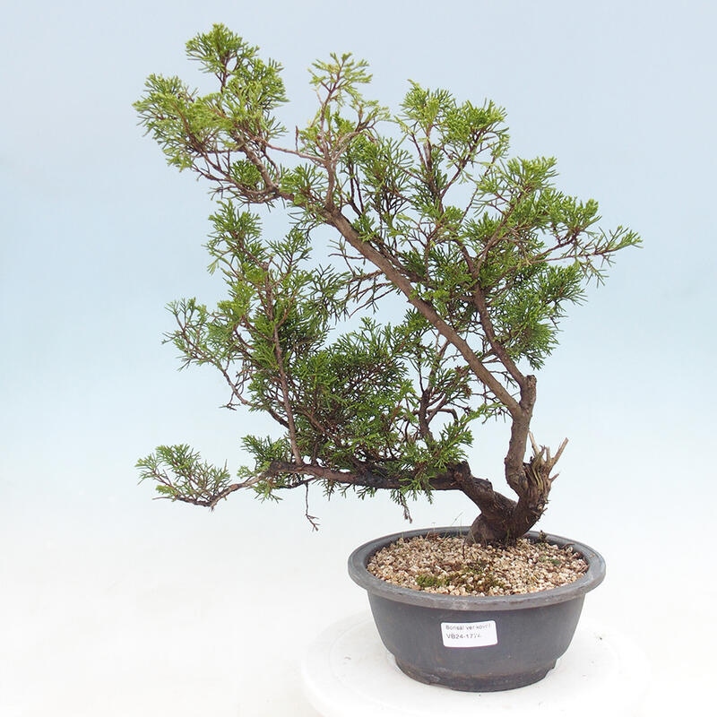 Outdoor bonsai - Juniperus chinensis Itoigawa - Chinese juniper