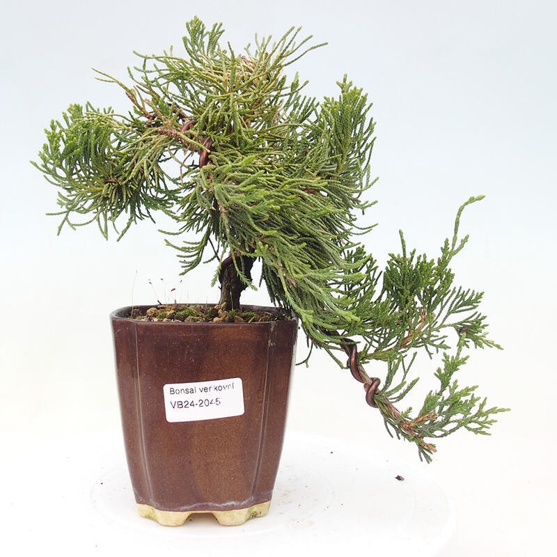 Outdoor bonsai - Juniperus chinensis Kaizuka - Chinese juniper