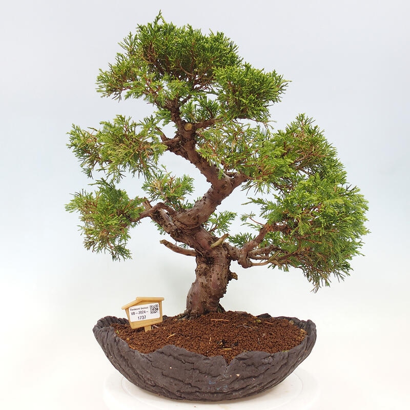 Outdoor bonsai - Juniperus chinensis Kishu - Chinese Juniper