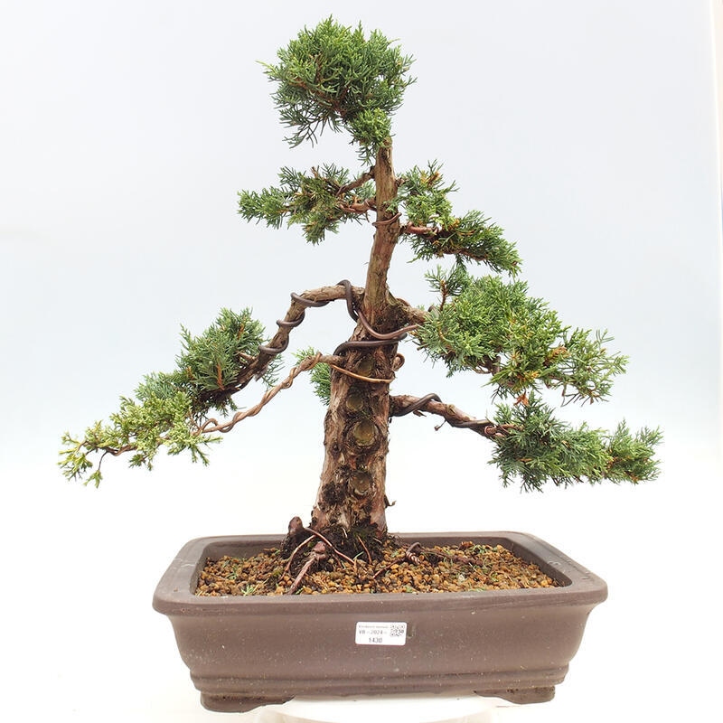 Outdoor bonsai - Juniperus chinensis Kishu - Chinese juniper