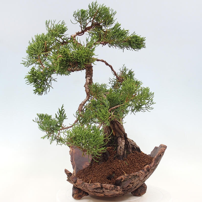 Outdoor bonsai - Juniperus chinensis Kishu - Chinese Juniper