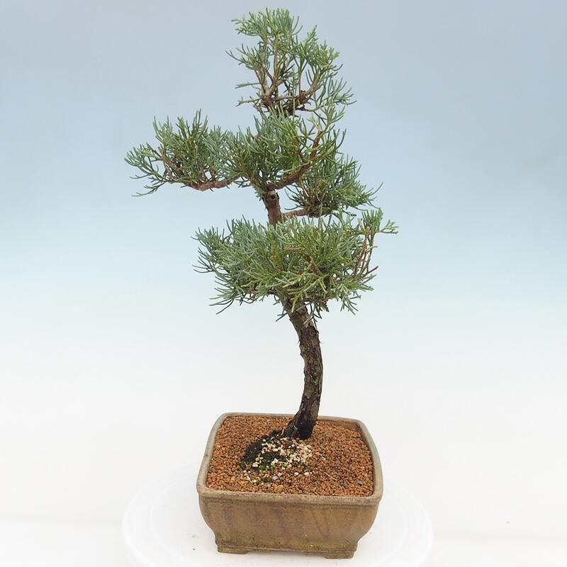 Outdoor bonsai - Juniperus chinensis Kishu - Chinese juniper