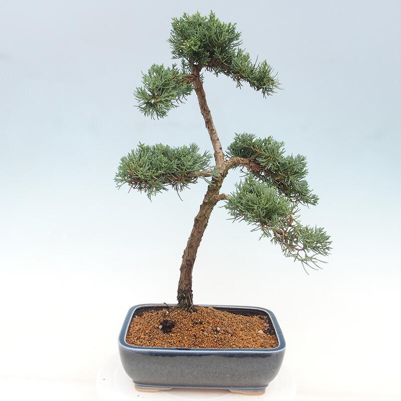 Outdoor bonsai - Juniperus chinensis Kishu - Chinese juniper