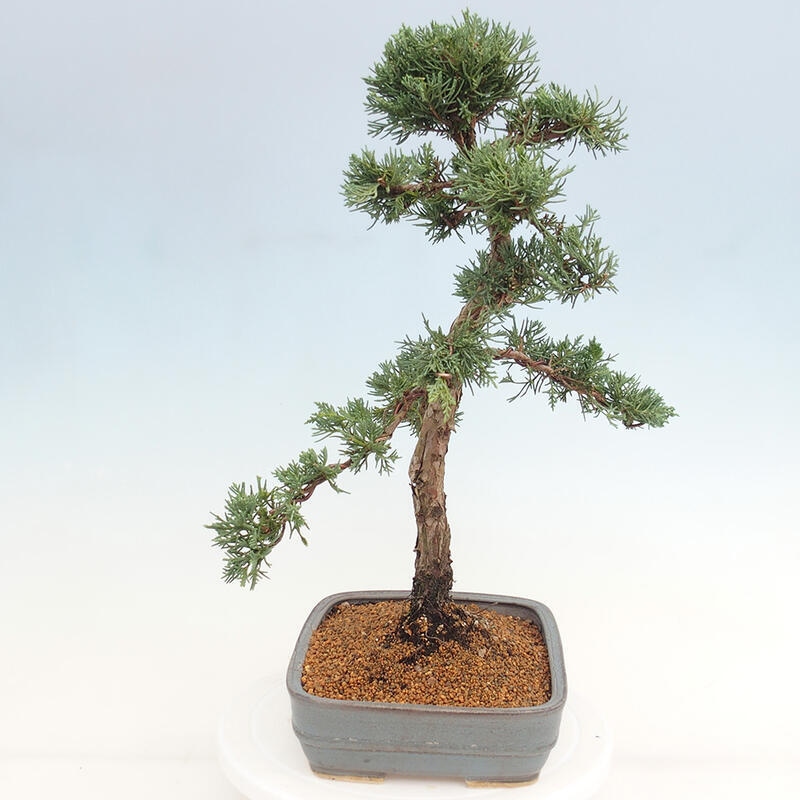 Outdoor bonsai - Juniperus chinensis Kishu - Chinese juniper