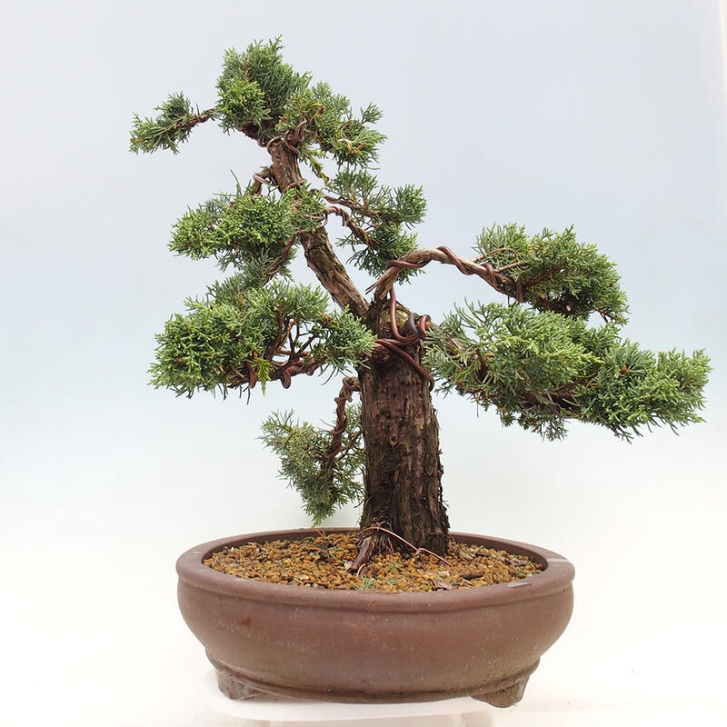 Outdoor bonsai - Juniperus chinensis Kishu - Chinese juniper