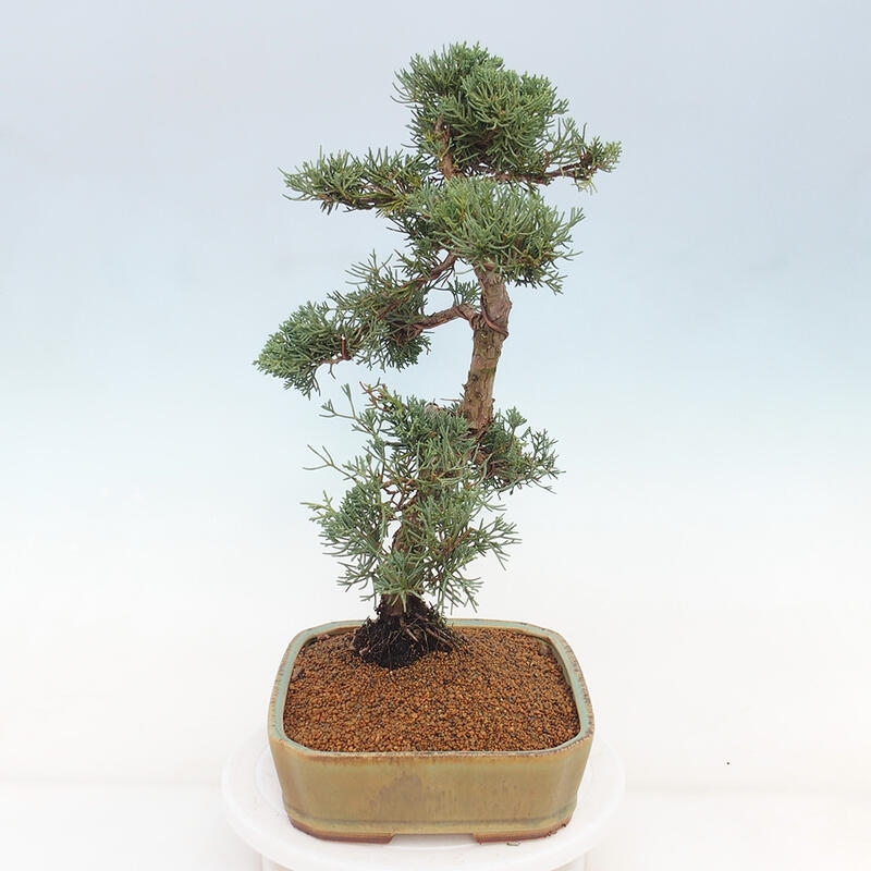 Outdoor bonsai - Juniperus chinensis Kishu - Chinese juniper