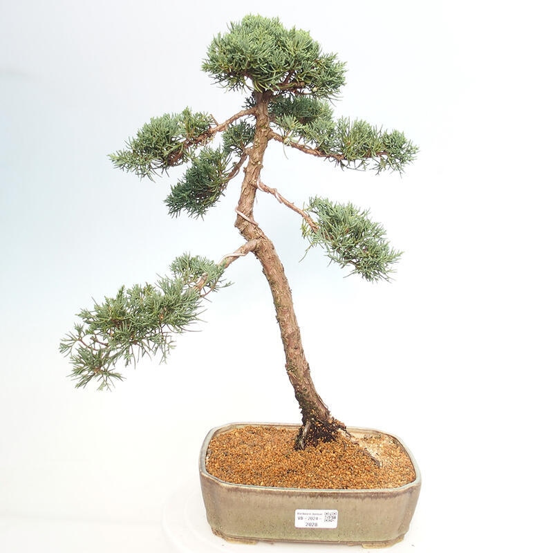 Outdoor bonsai - Juniperus chinensis Kishu - Chinese juniper