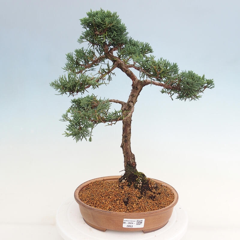 Outdoor bonsai - Juniperus chinensis Kishu - Chinese juniper