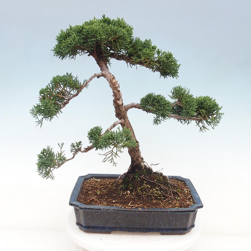 Outdoor bonsai - Juniperus chinensis Kishu - Chinese juniper