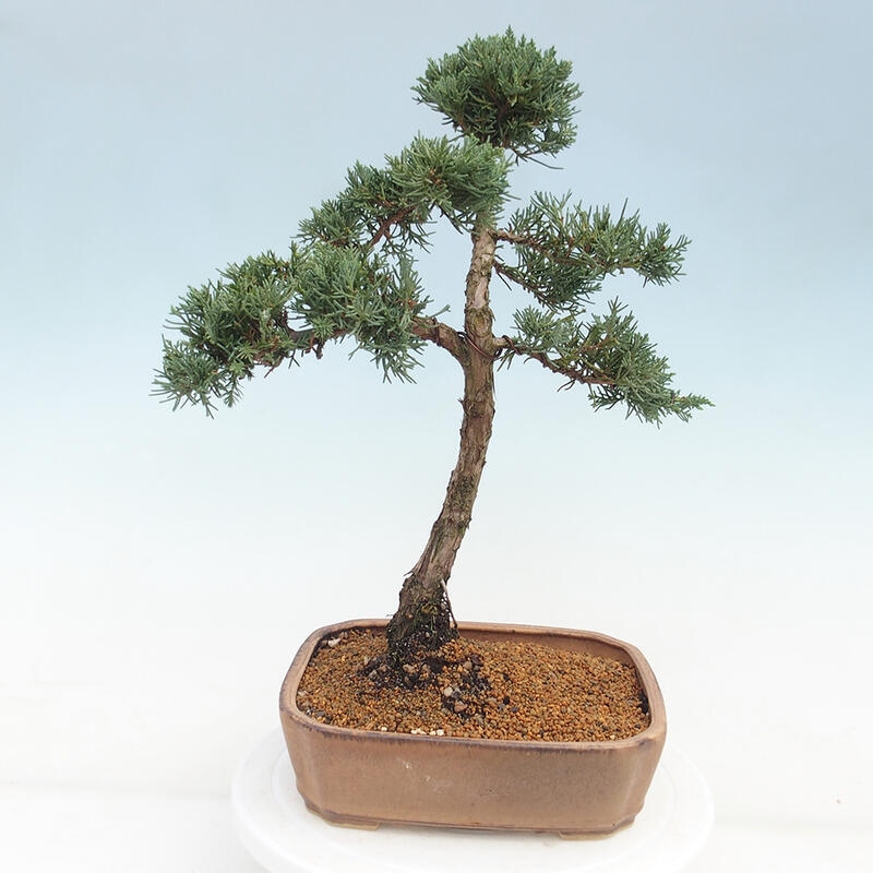 Outdoor bonsai - Juniperus chinensis Kishu - Chinese juniper