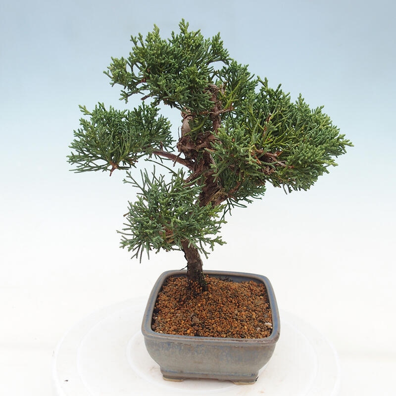 Outdoor bonsai - Juniperus chinensis Kishu - Chinese juniper