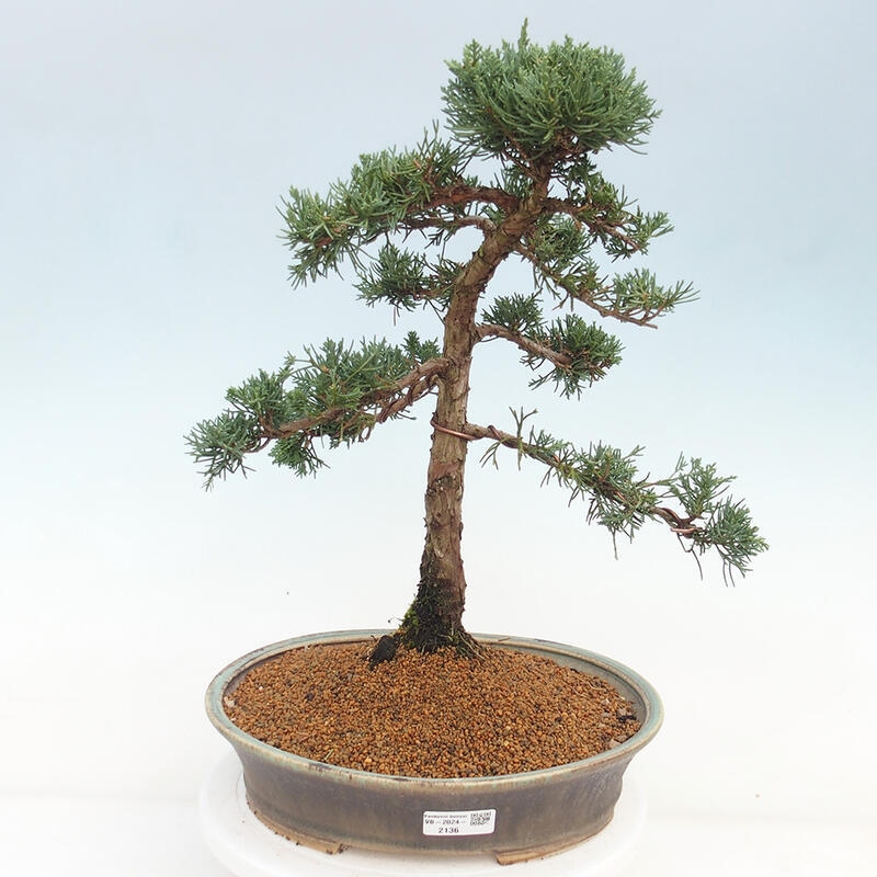 Outdoor bonsai - Juniperus chinensis Kishu - Chinese juniper