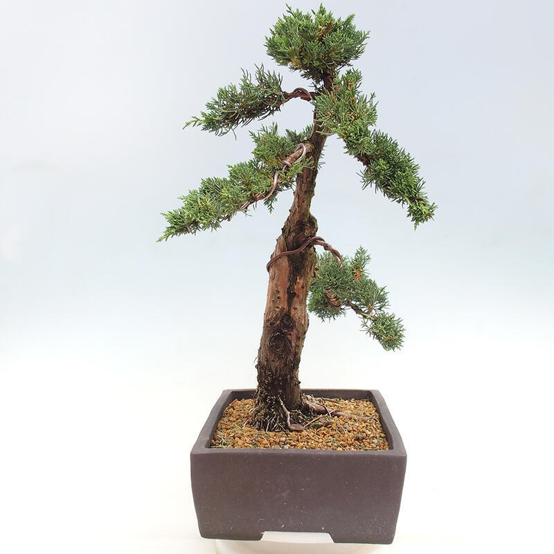 Outdoor bonsai - Juniperus chinensis Kishu - Chinese juniper