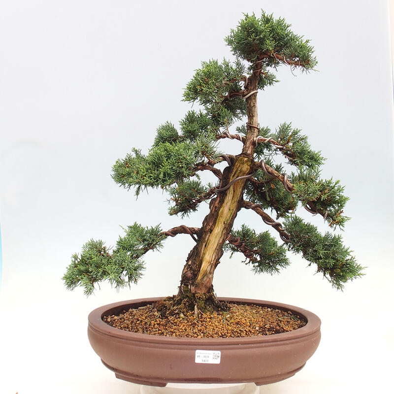 Outdoor bonsai - Juniperus chinensis Kishu - Chinese juniper