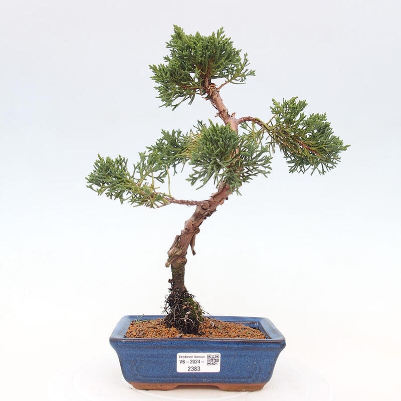 Outdoor bonsai - Juniperus chinensis Kishu - Chinese Juniper