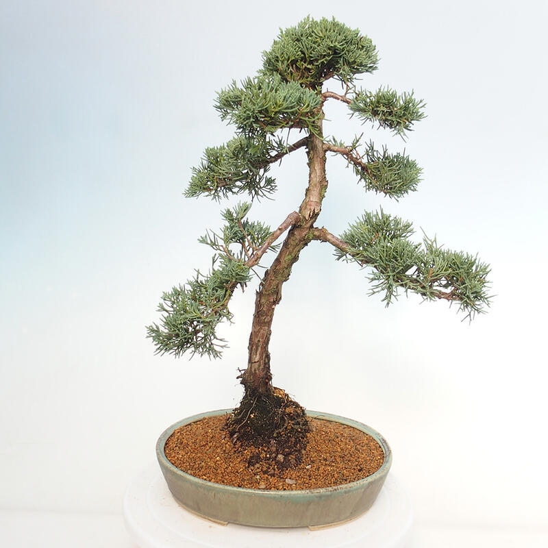 Outdoor bonsai - Juniperus chinensis Kishu - Chinese juniper