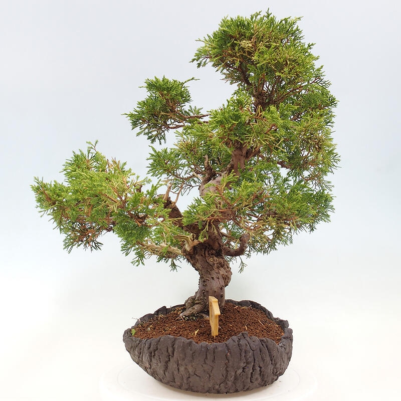 Outdoor bonsai - Juniperus chinensis Kishu - Chinese Juniper