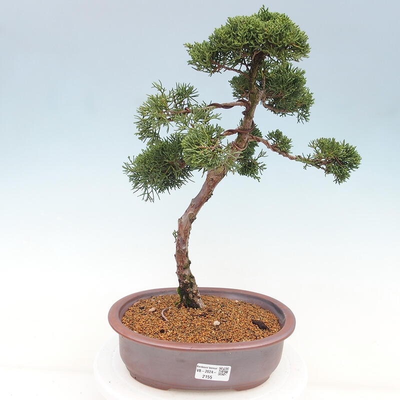 Outdoor bonsai - Juniperus chinensis Kishu - Chinese juniper