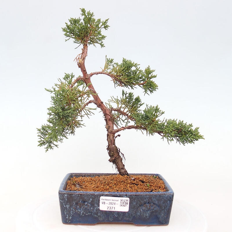 Outdoor bonsai - Juniperus chinensis Kishu - Chinese Juniper