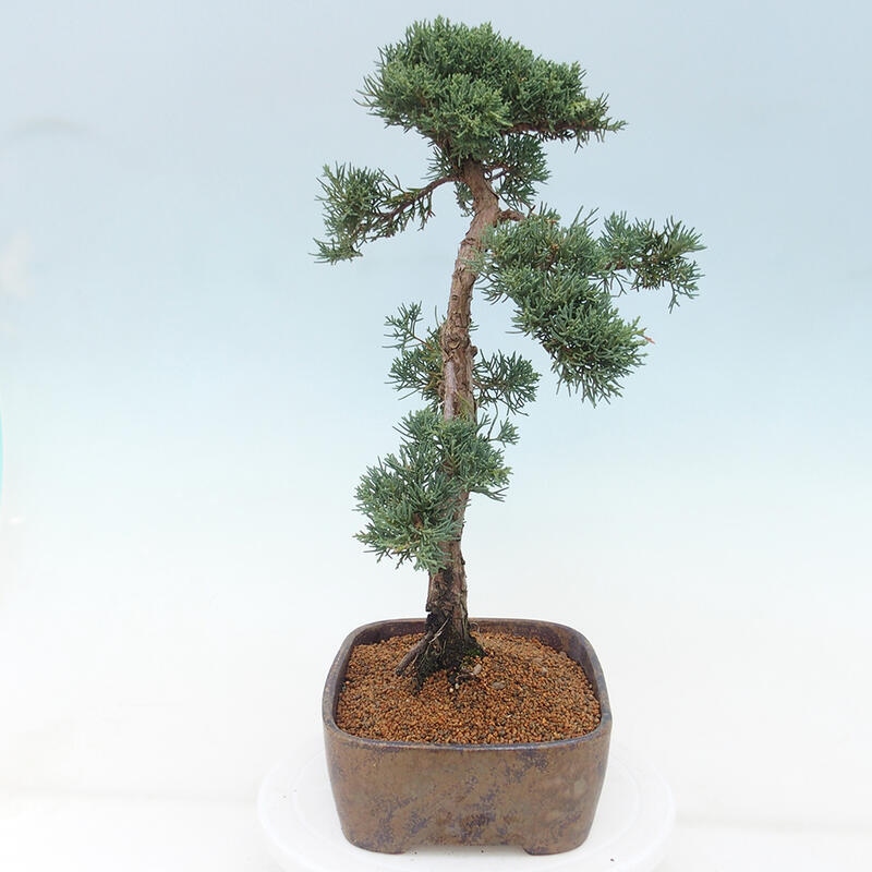 Outdoor bonsai - Juniperus chinensis Kishu - Chinese juniper