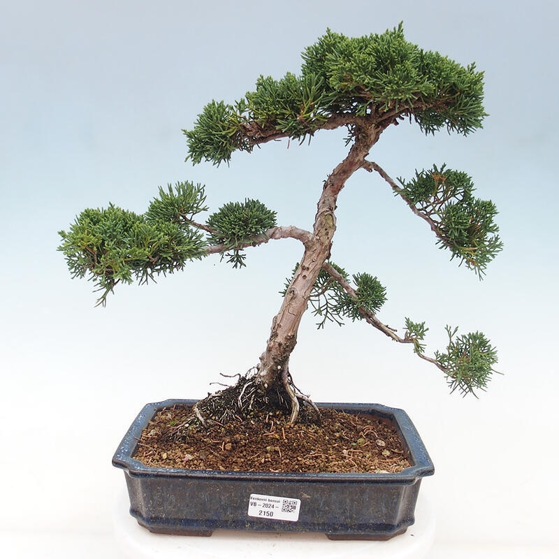 Outdoor bonsai - Juniperus chinensis Kishu - Chinese juniper