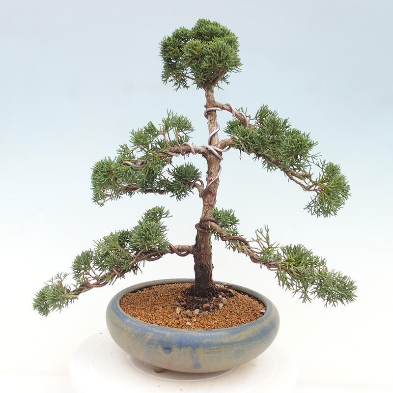 Outdoor bonsai - Juniperus chinensis Kishu - Chinese juniper