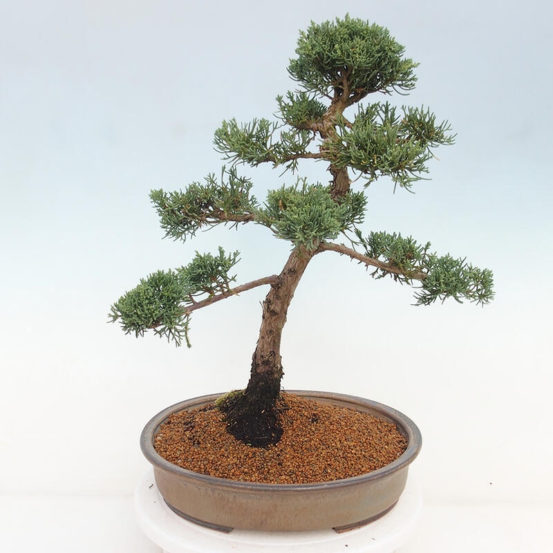 Outdoor bonsai - Juniperus chinensis Kishu - Chinese juniper