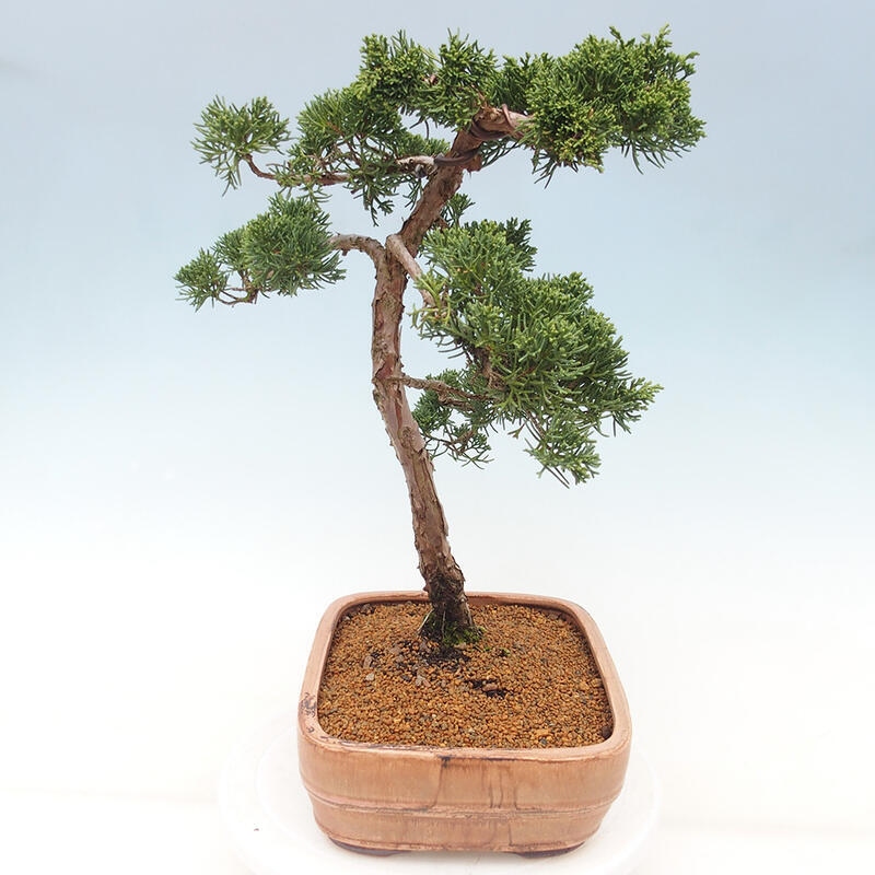 Outdoor bonsai - Juniperus chinensis Kishu - Chinese juniper