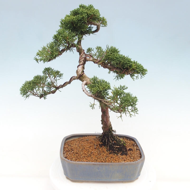 Outdoor bonsai - Juniperus chinensis Kishu - Chinese juniper