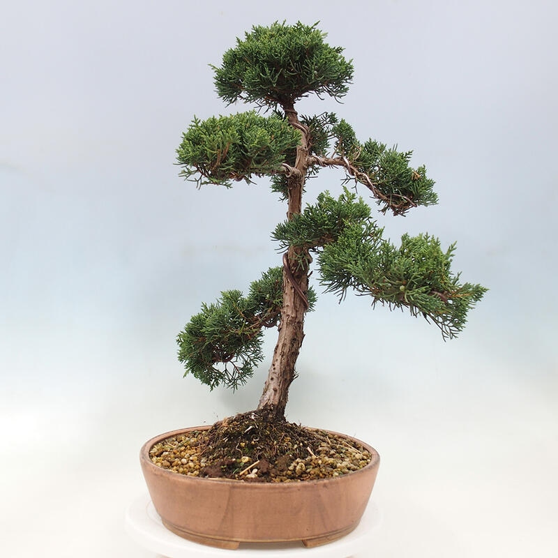 Outdoor bonsai - Juniperus chinensis Kishu - Chinese Juniper