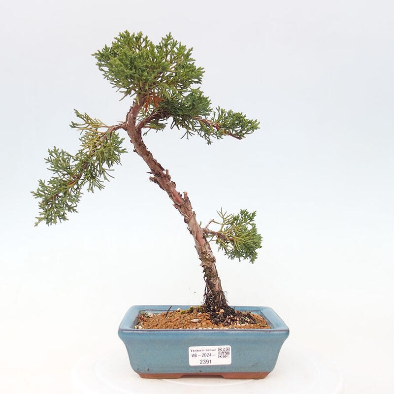 Outdoor bonsai - Juniperus chinensis Kishu - Chinese Juniper