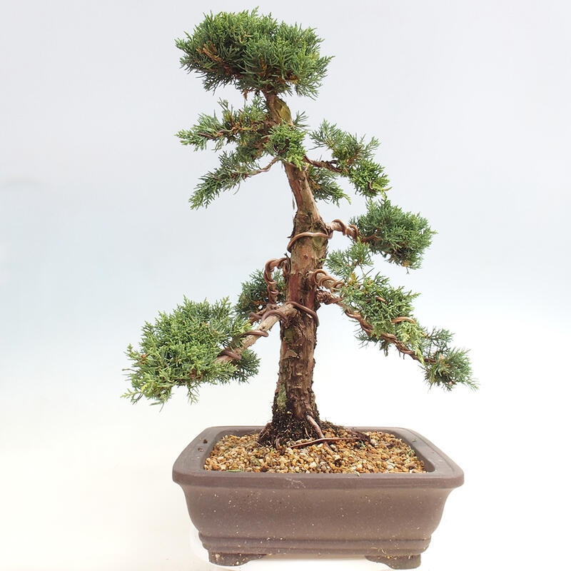 Outdoor bonsai - Juniperus chinensis Kishu - Chinese juniper