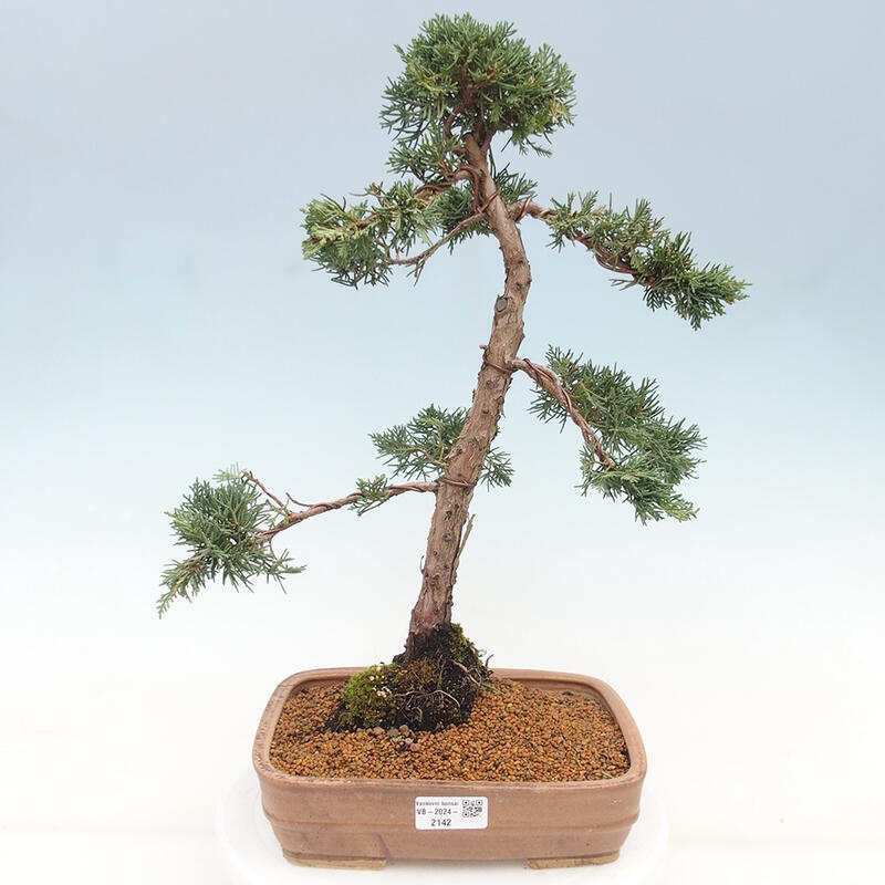 Outdoor bonsai - Juniperus chinensis Kishu - Chinese juniper