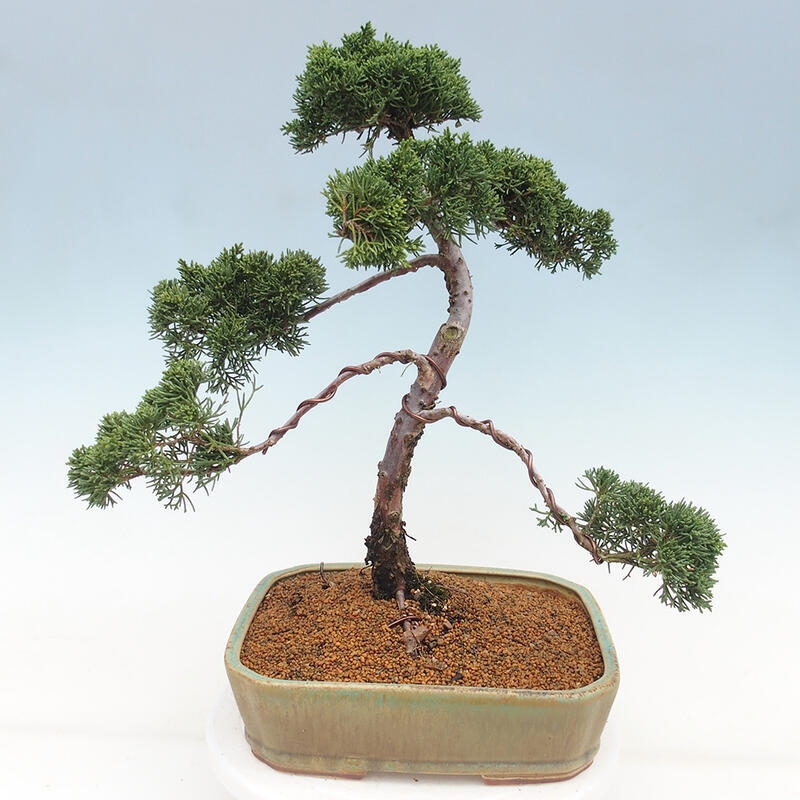 Outdoor bonsai - Juniperus chinensis Kishu - Chinese juniper