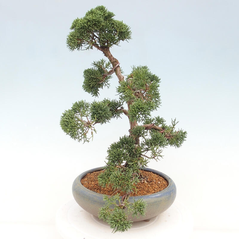 Outdoor bonsai - Juniperus chinensis Kishu - Chinese juniper