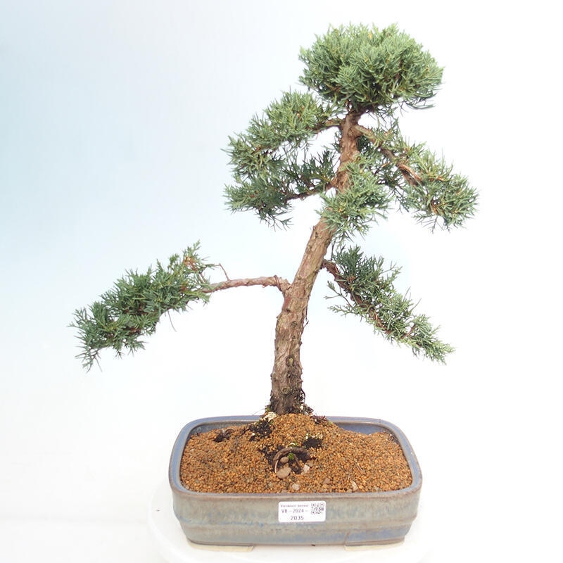 Outdoor bonsai - Juniperus chinensis Kishu - Chinese juniper