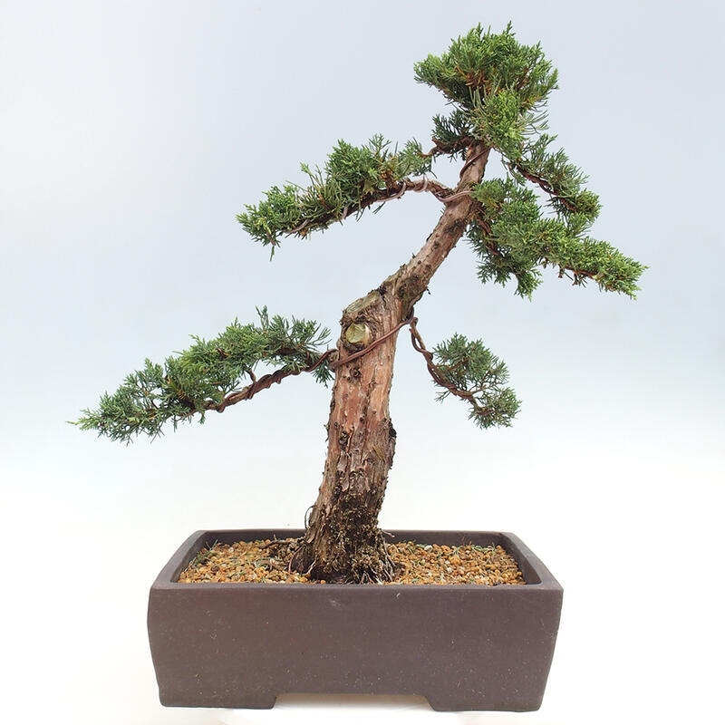 Outdoor bonsai - Juniperus chinensis Kishu - Chinese juniper