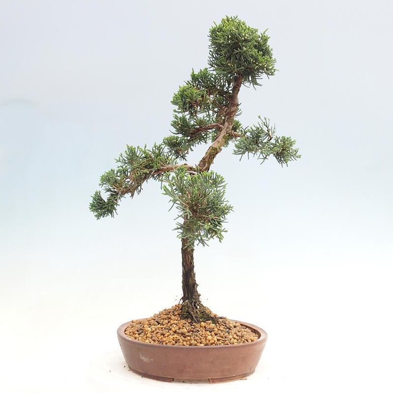 Outdoor bonsai - Juniperus chinensis Kishu - Chinese juniper