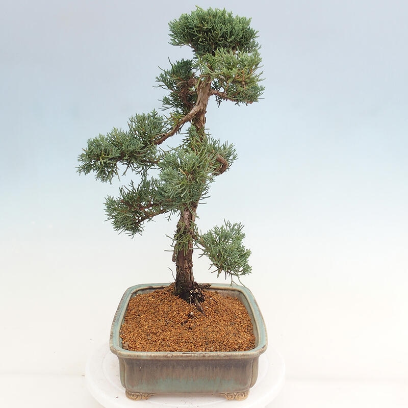 Outdoor bonsai - Juniperus chinensis Kishu - Chinese juniper